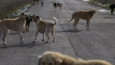 Ankara’da sokak köpeklerini zehirlediği öne sürülen doktor tutuklandı